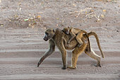 A baby Chacma baboon, Papio cynocephalus, riding on its mother's back. Chobe National Park, Kasane, Botswana.
