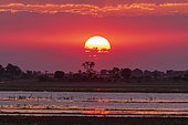 Coucher de soleil coloré sur les rives de la rivière Chobe. Rivière Chobe, parc national de Chobe, Kasane, Botswana.