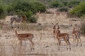 A male lion, Panthera leo, stalking impalas, Aepyceros melampus. Chobe National Park, Kasane, Botswana.
