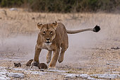 Lionne (Panthera leo) soulevant un nuage de poussière en courant. Parc national de Chobe, Kasane, Botswana.