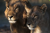 Close up portrait of a lion and lioness, Panthera leo. Chief Island, Moremi Game Reserve, Okavango Delta, Botswana.