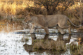 A lioness, Panthera leo, walking out into a waterway. Chief Island, Moremi Game Reserve, Okavango Delta, Botswana.