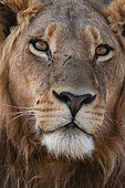 Close up portrait of a male lion, Panthera leo. Chief Island, Moremi Game Reserve, Okavango Delta, Botswana.
