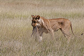 A lioness, Panthera leo, carrying a freshly killed warthog. Samburu Game Reserve, Kenya.