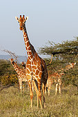 Wary Masai giraffes, Giraffa camelopardalis, watching and eating. Samburu Game Reserve, Kenya.
