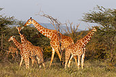 A herd of Masai giraffes, Giraffa camelopardalis, eating. Samburu Game Reserve, Kenya.