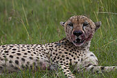 A cheetah, Acinonyx jubatus, bloodied after eating a fresh kill. Masai Mara National Reserve, Kenya.
