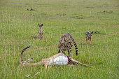 Black-backed jackals wait to steal part of a cheetah's impala kill. Mara National Reserve, Kenya.