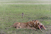 Lionesses, Panthera leo, eating an impala as a black-backed jackal waits. Masai Mara National Reserve, Kenya.