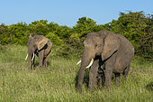 African elephants, Loxodonta africana, and a nursing calf. Masai Mara National Reserve, Kenya.