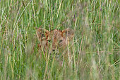 Lionceau (Panthera leo) se cachant dans les hautes herbes. Réserve nationale du Masai Mara, Kenya.