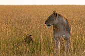 Portrait d'une lionne, Panthera leo, dans les hautes herbes avec son jeune. Réserve nationale du Masai Mara, Kenya.
