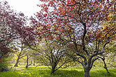 Prunier Myrobolan (Prunus cerasifera) 'Woodii au printemps