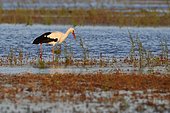 White stork (Ciconia ciconia) looking for food in a wetland, Spain