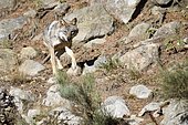 European wolf (Canis lupus lupus) walking, Pyrenees, France