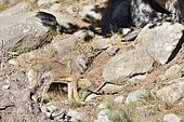 European wolf (Canis lupus lupus) looking, Pyrenees, France