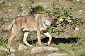 European wolf (Canis lupus lupus) walking, Pyrenees, France