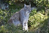Eurasian lynx (Lynx lynx) sitting, Pyrenees, France