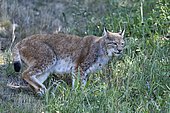 Eurasian lynx (Lynx lynx) walking, Pyrenees, France