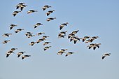 Greylag geese (Anser anser) in flight, Espagne