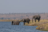 A group of African elephants, Loxodonta africana, crossing the Chobe River. Chobe River, Chobe National Park, Botswana.