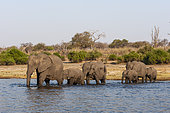 A herd of African elephants, Loxodonta africana, crossing the Chobe River. Chobe River, Chobe National Park, Botswana.