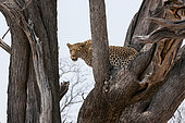 A leopard, Panthera pardus, standing in the fork of a large tree. Okavango Delta, Botswana.