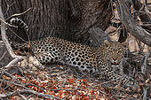 Portrait of a leopard, Panthera pardus, resting in the shade at the base of a tree. Okavango Delta, Botswana.