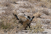 Three bat-eared foxes, Otocyon megalotis, in an arid landscape. Central Kalahari Game Reserve, Botswana.