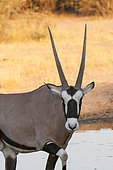 Portrait of a gemsbok, Oryx gazella, looking at the camera. Central Kalahari Game Reserve, Botswana.