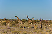 A herd of southern giraffes, Giraffa camelopardalis, in an arid landscape. Central Kalahari Game Reserve, Botswana.