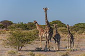 A group of southern giraffes, Giraffa camelopardalis, looking at the camera. Central Kalahari Game Reserve, Botswana.
