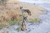 Two black-backed jackals, Canis mesomelas, at the side of a dirt road. Nxai Pan National Park, Botswana.