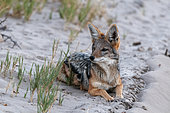 Portrait of a black-backed jackal, Canis mesomelas, resting. Nxai Pan National Park, Botswana.