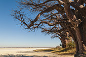 The Baines Baobabs is a cluster of 7 baobab trees, Adansonia species, an unusual arrangement for this species. They are also known as the Sleeping Sisters. Kudiakam Pan, Nxai Pan National Park, Botswana.
