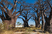 The Baines Baobabs baobab trees, Adansonia digitata. This formation of baobab trees is also known as the Sleeping Sisters. Baines Baobabs, Kudiakam Pan, Nxai Pan National Park, Botswana.