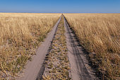 Vehicular tracks on a sandy dirt road through a vast savanna. Kudiakam Pan, Nxai Pan National Park, Botswana.