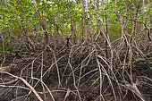 A red mangrove forest, Ryzophora mangle. Curu Wildlife Reserve, Costa Rica.