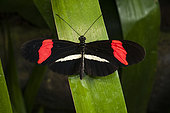A Heliconius erato petiverana butterfly, resting on a leaf. La Paz Waterfall Gardens, Costa Rica.
