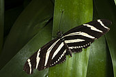 A zebra long-wing butterfly, Heliconius charithonia, resting on a leaf. La Paz Waterfall Gardens, Costa Rica.