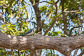 A white-throated magpie-jay, Calocitta formosa, perched in a tree. Lake Nicaragua, Nicaragua.