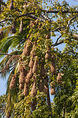 A grouping of Oropendola weaverbird nests hanging in a tree. Lake Nicaragua, Nicaragua.