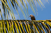 A brown noddy, Anous stolidus, perched on a palm frond. Denis Island, The Republic of the Seychelles.