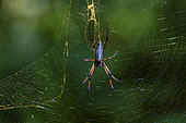 Close up portrait of a palm spider, Nephila inaurata, in its web. Denis Island, The Republic of the Seychelles.