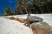 A sea turtle crawling back to the sea after nesting on a beach. Grand Anse Beach, Fregate Island, Republic of the Seychelles.