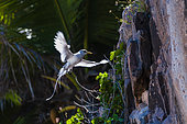 A white-tailed, or yellow-billed tropicbird, Phaethon lepturus, in flight approaching its nest on a cliff. Fregate Island, Republic of the Seychelles.