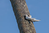 Two common white of fairy terns, Gygis alba, perched on a palm tree trunk. Fregate Island, The Republic of the Seychelles.