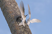 Two common white or fairy terns, Gygis alba, flying about a tree trunk. Fregate Island, The Republic of the Seychelles.