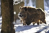 Wild boar (Sus scrofa), mature tusker or wild boar with a winter rind, Saxony game reserve, Germany, Europe, PublicGround, Europe