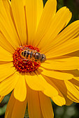 Hover Fly (Eristalinus taeniops) on Pot marigold (Calendula officinalis), Gard, France